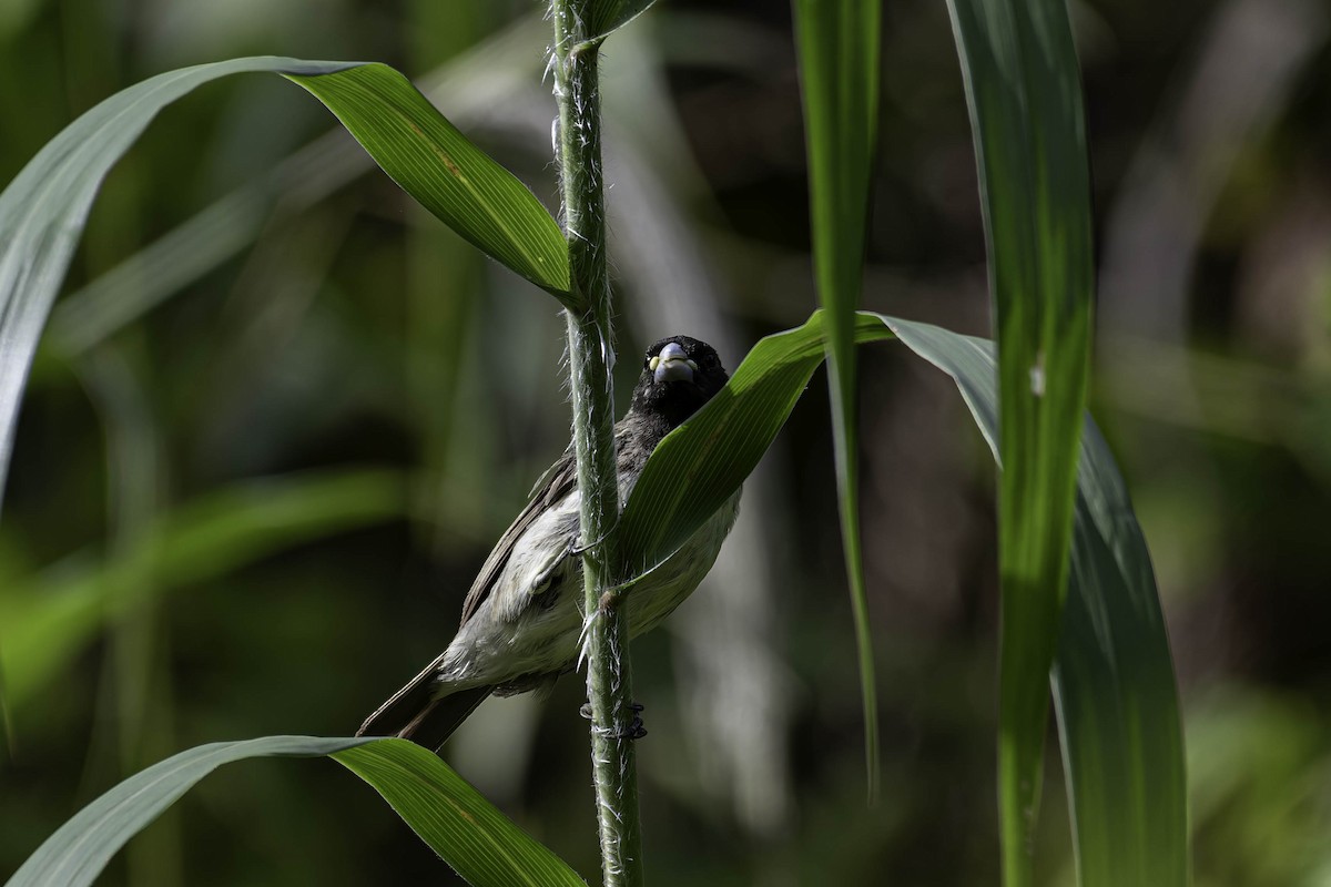 Yellow-bellied Seedeater - ML645997674
