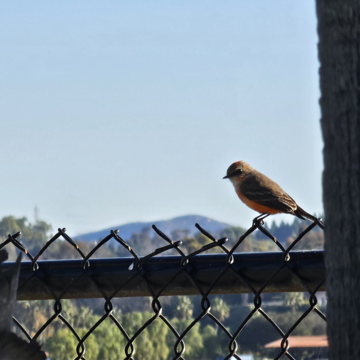 Vermilion Flycatcher - ML645997675