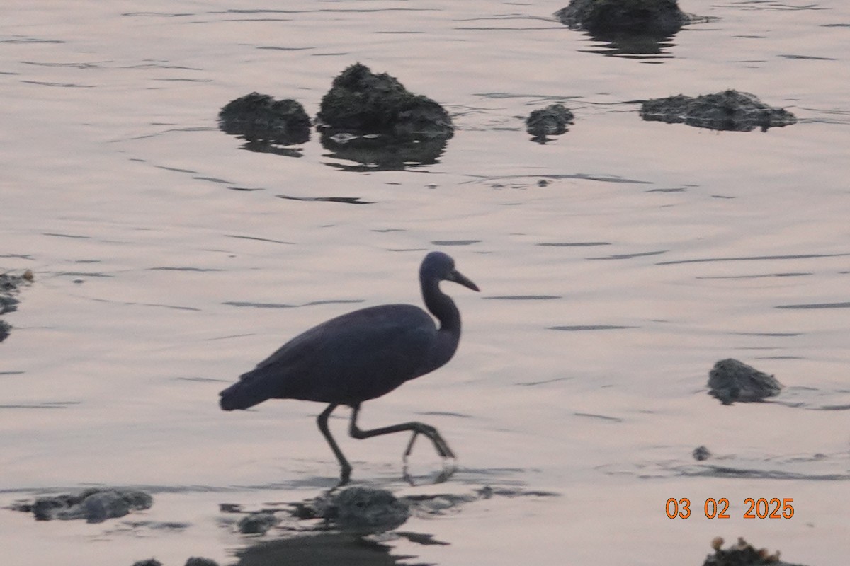 Pacific Reef-Heron - ML645997676