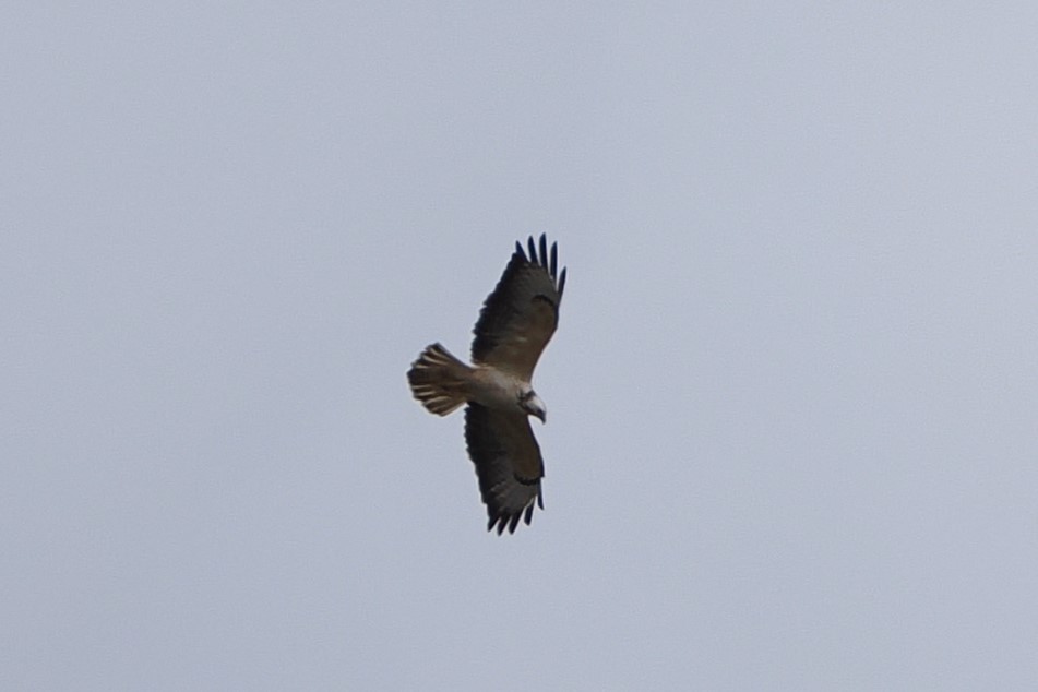 Common Buzzard - ML645997677