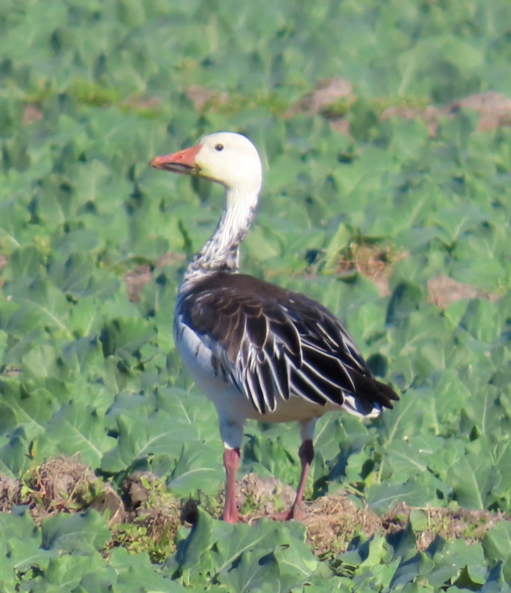 Snow Goose - ML645997681