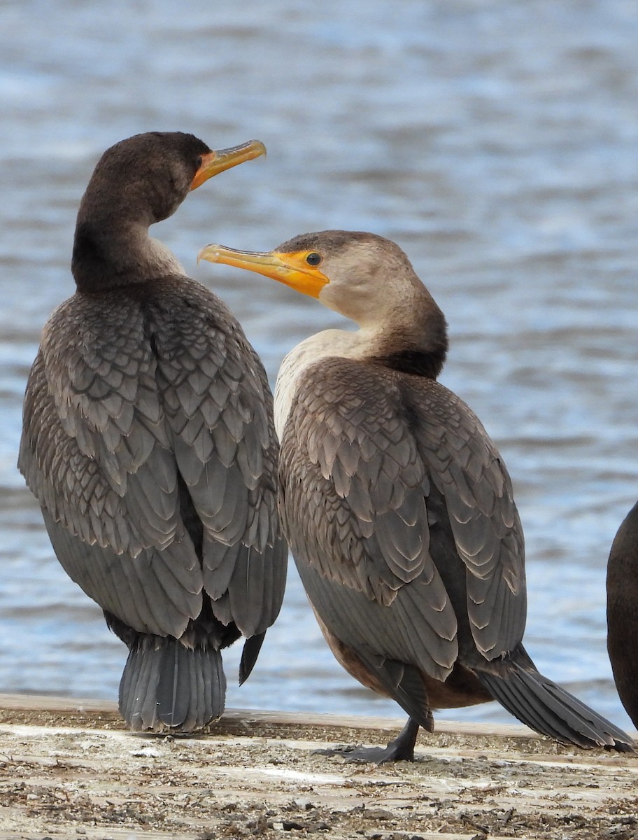 Double-crested Cormorant - ML645997682