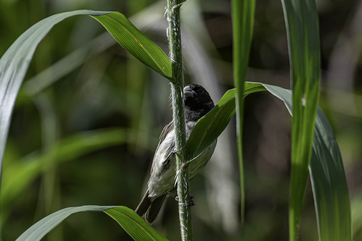 Yellow-bellied Seedeater - ML645997684