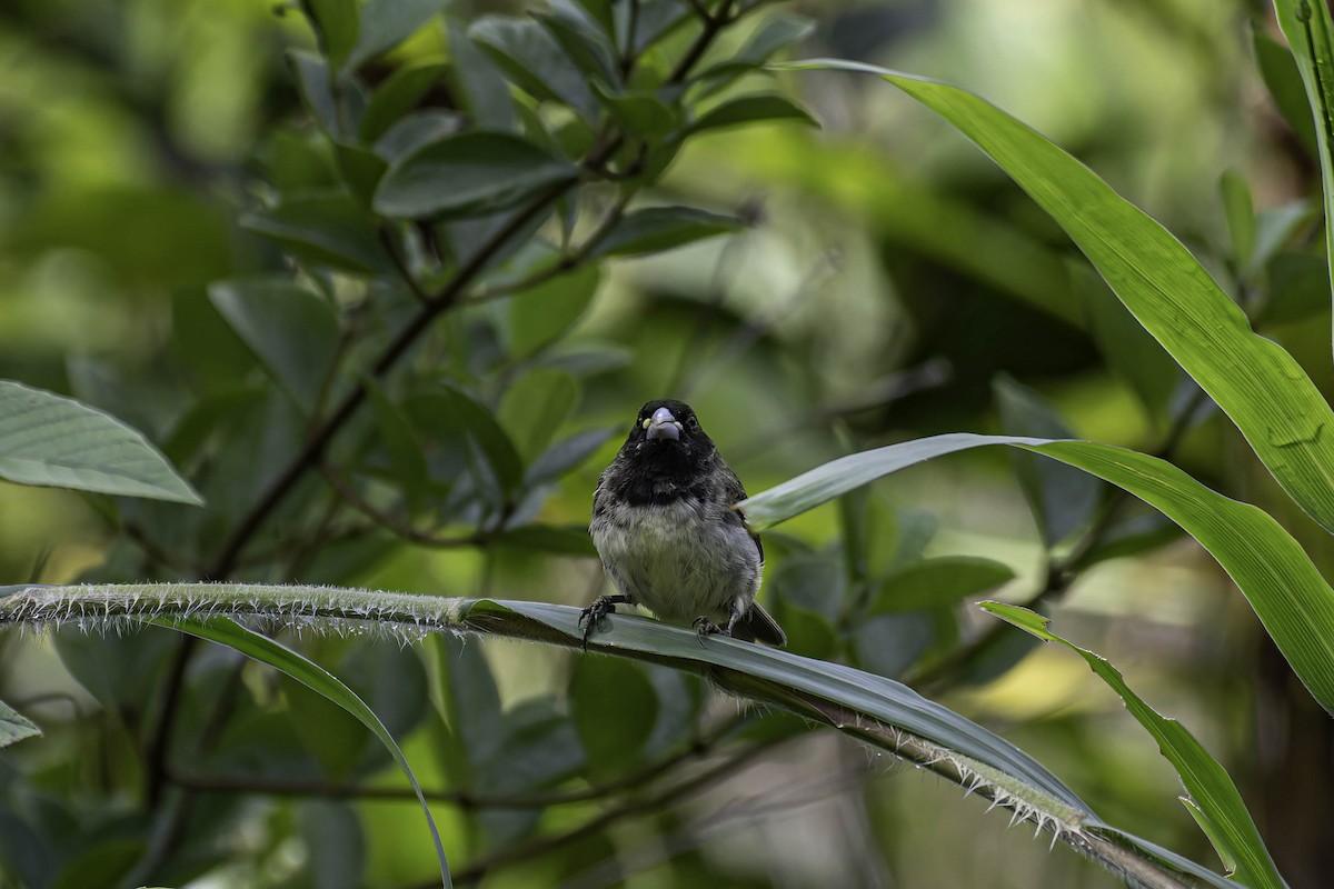 Yellow-bellied Seedeater - ML645997685