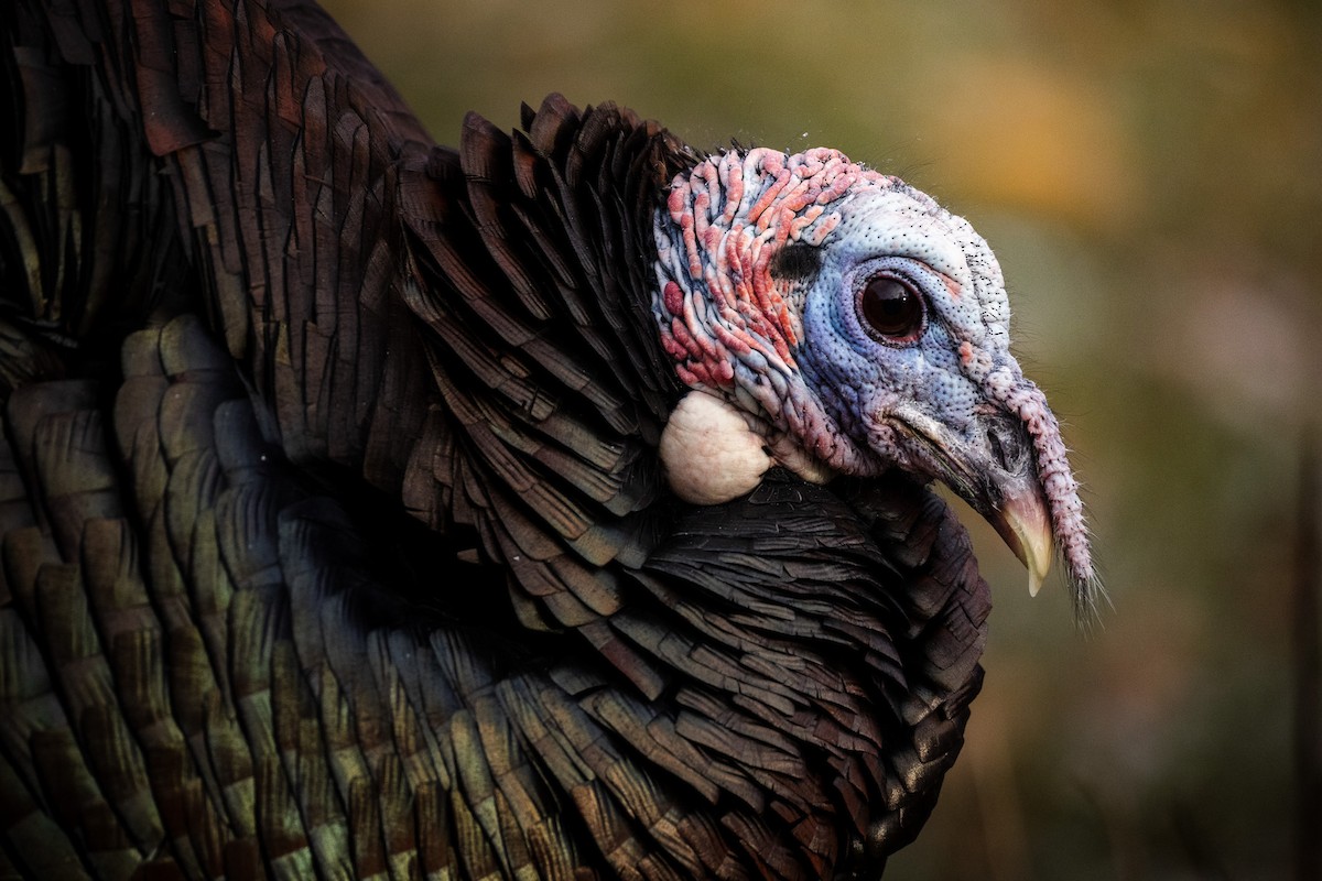 krocan divoký - ML645997686