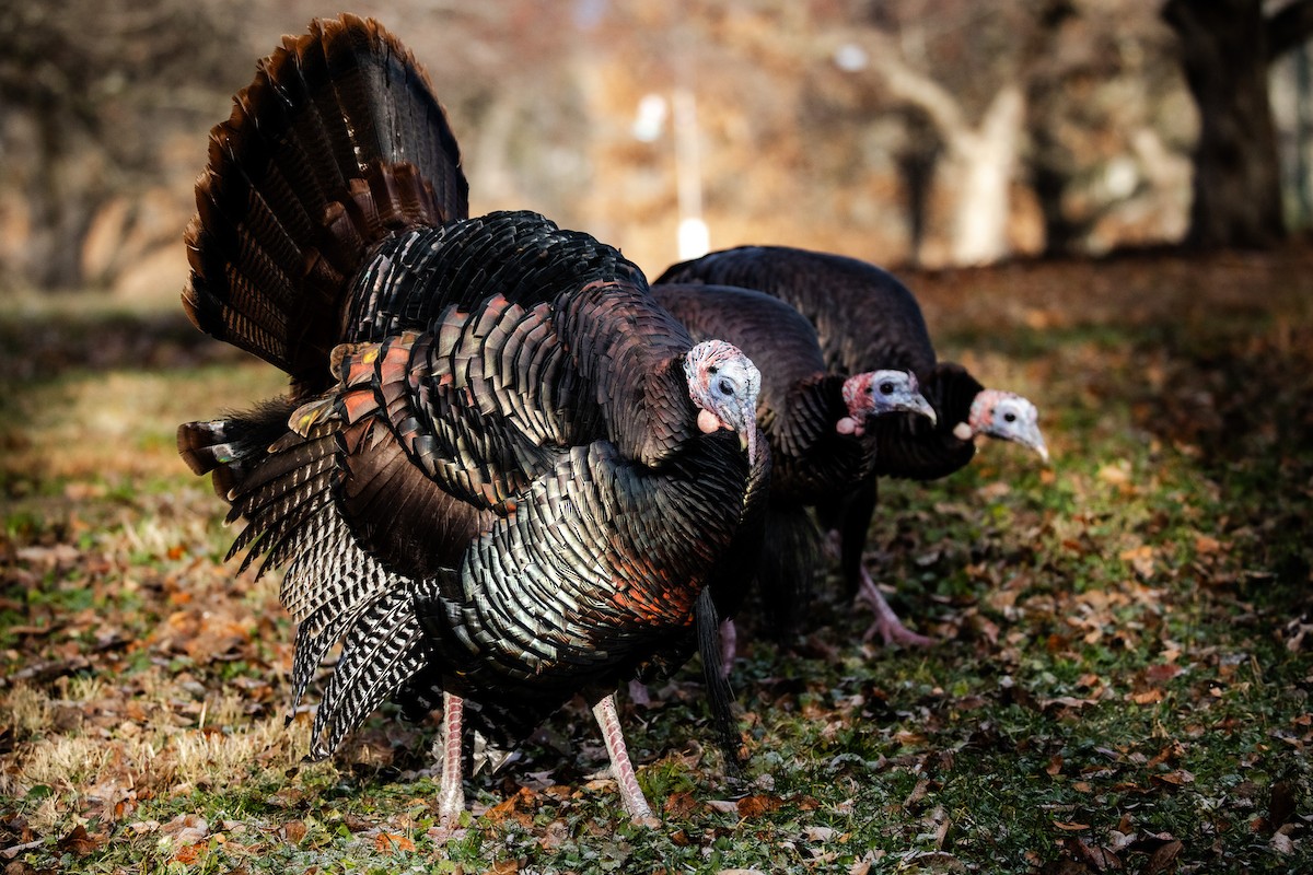 krocan divoký - ML645997687