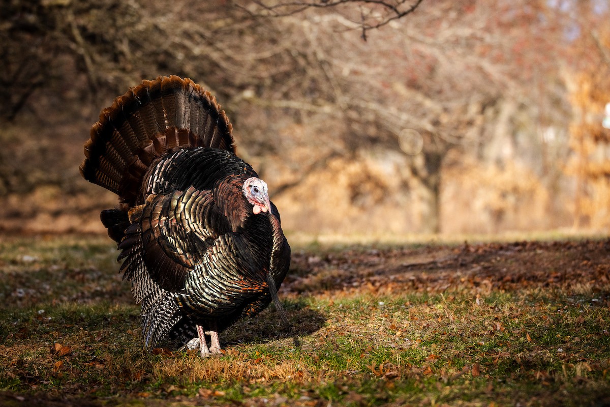 krocan divoký - ML645997688