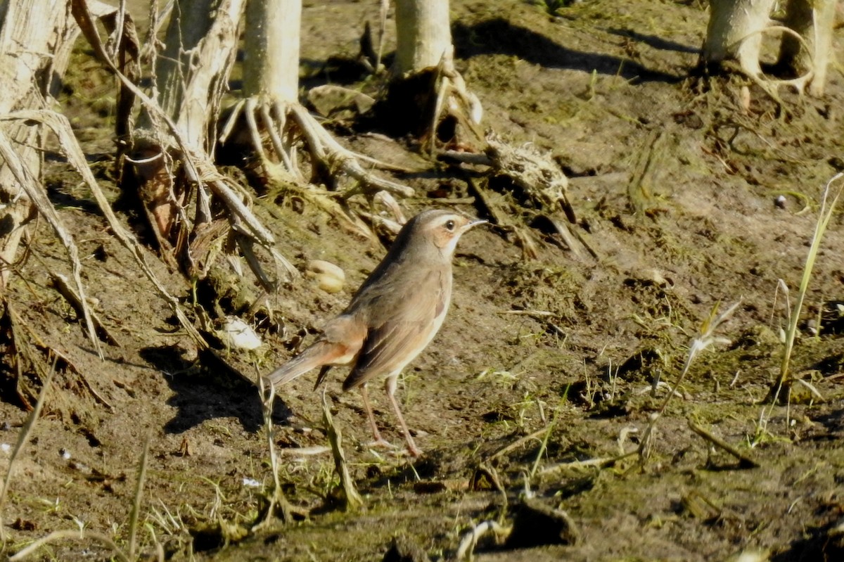 藍喉鴝 - ML645997689