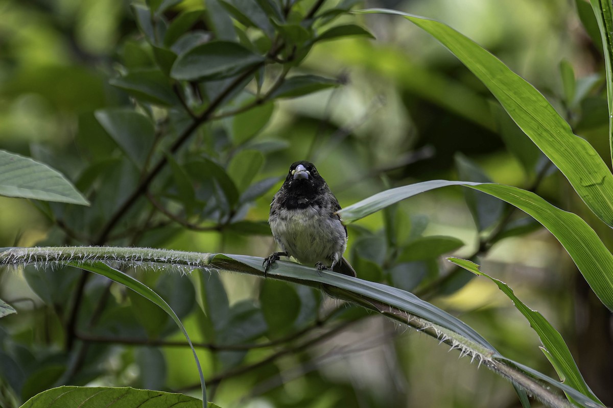 Yellow-bellied Seedeater - ML645997691