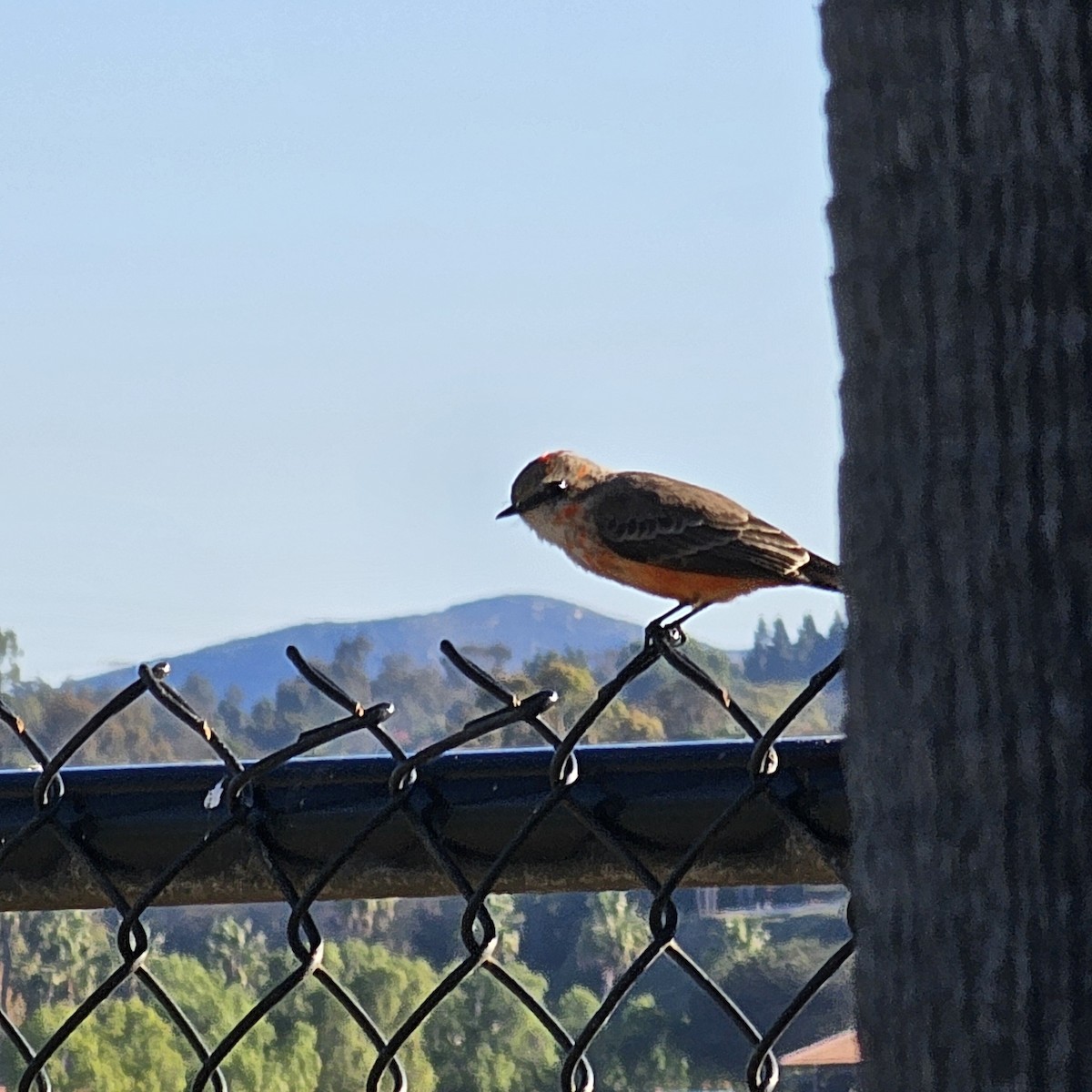 Vermilion Flycatcher - ML645997693