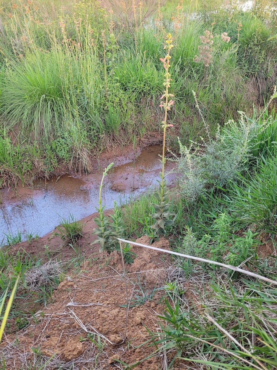 White-tailed Goldenthroat - ML645997695