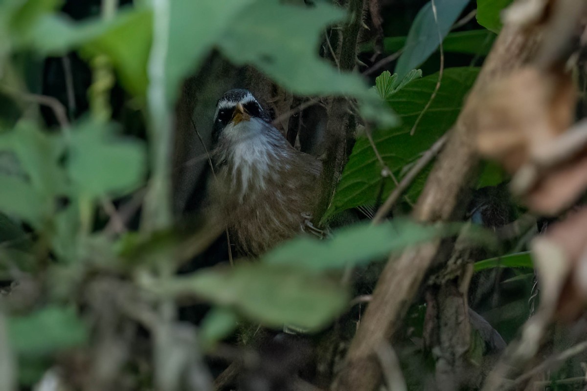 Streak-breasted Scimitar-Babbler - ML645997698