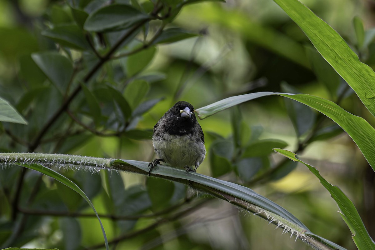 Yellow-bellied Seedeater - ML645997703
