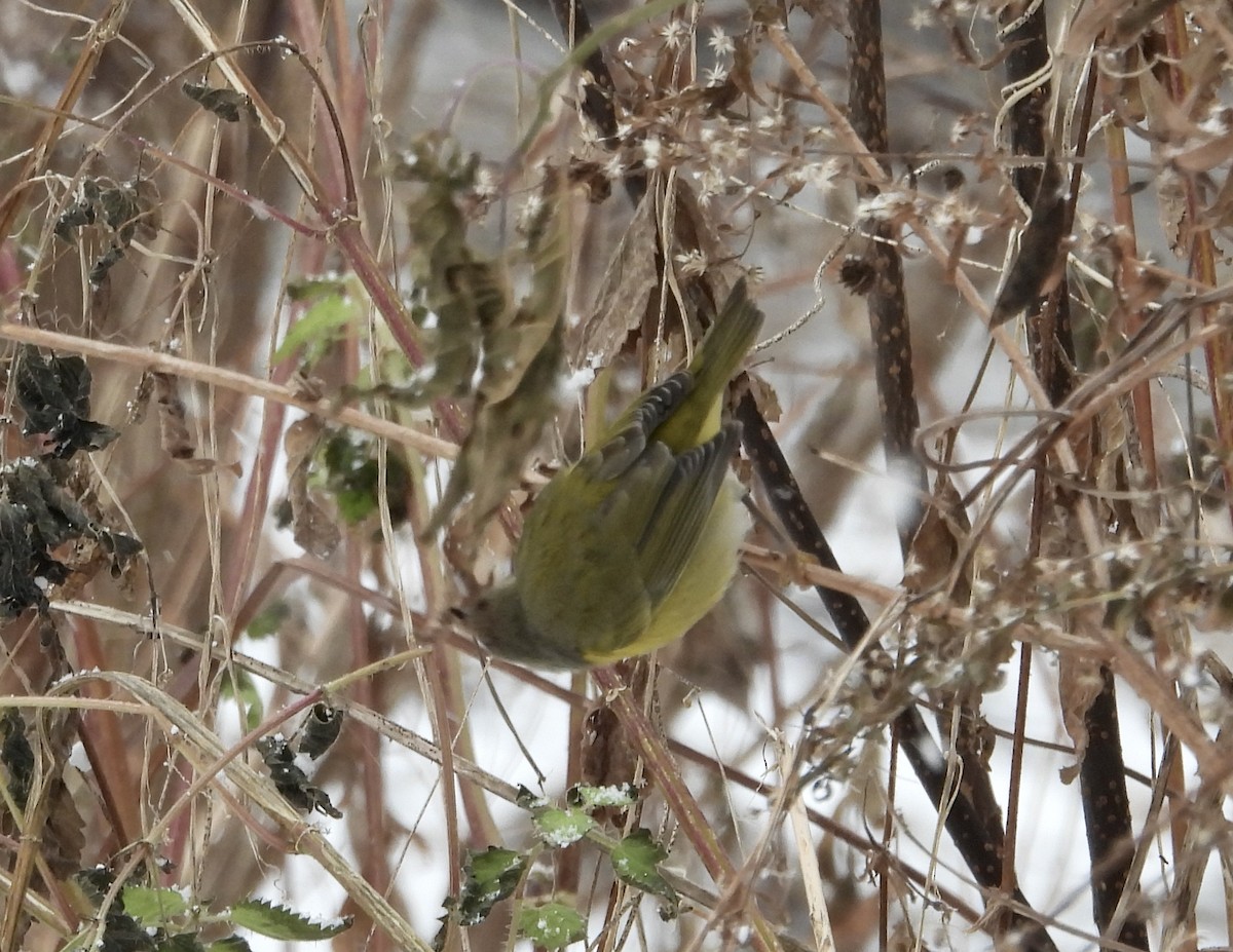 Nashville Warbler - ML645997708