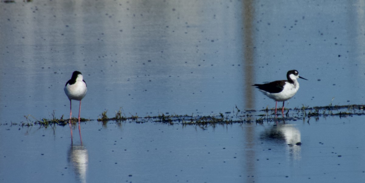 Кулик-довгоніг американський - ML645997716