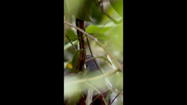 Сизый щетинколоб - ML645997719