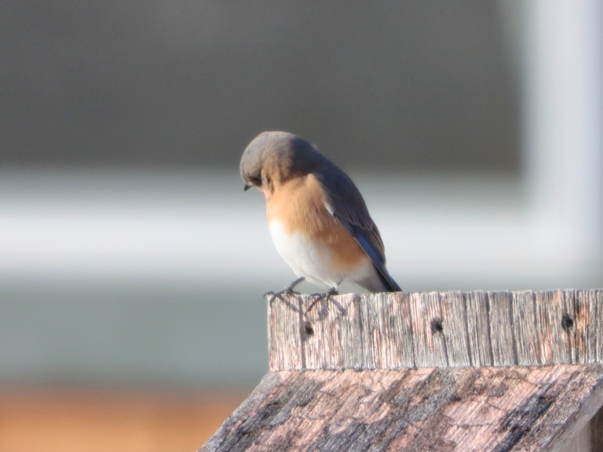 Eastern Bluebird - ML645997721