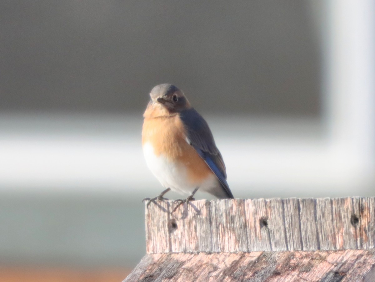 Eastern Bluebird - ML645997725