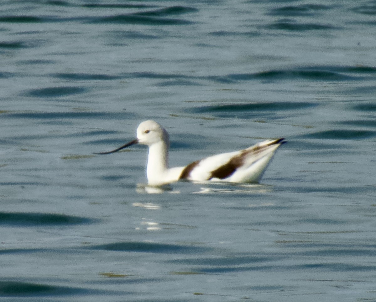 Чоботар американський - ML645997728