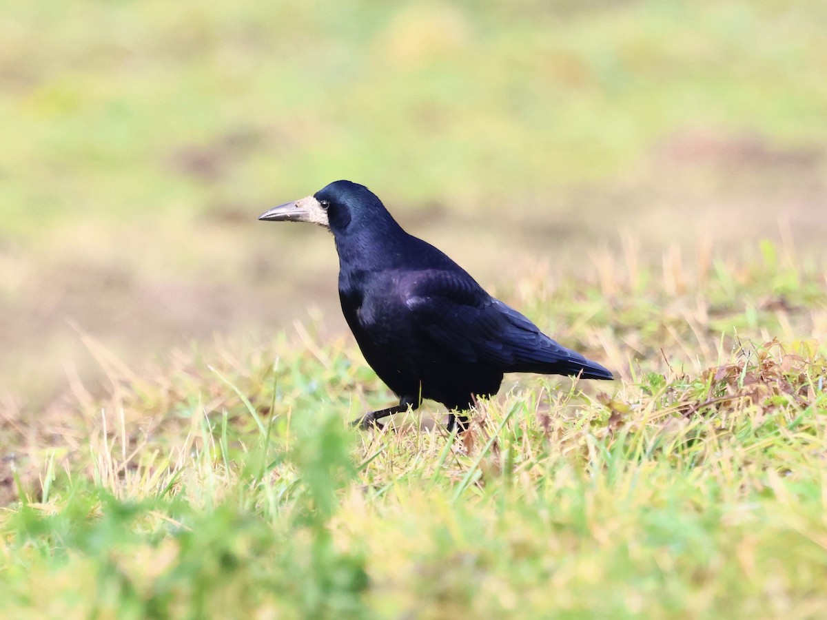 禿鼻鴉 - ML645997730