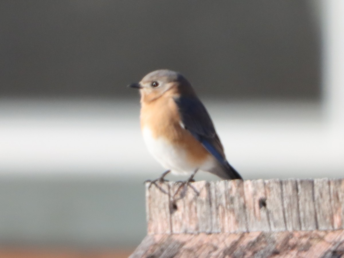 Eastern Bluebird - ML645997732