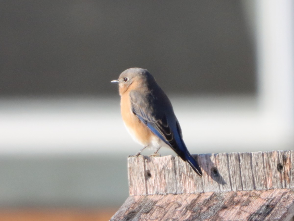 Eastern Bluebird - ML645997733