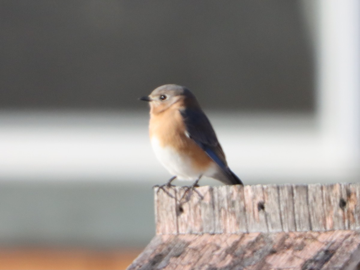 Eastern Bluebird - ML645997734