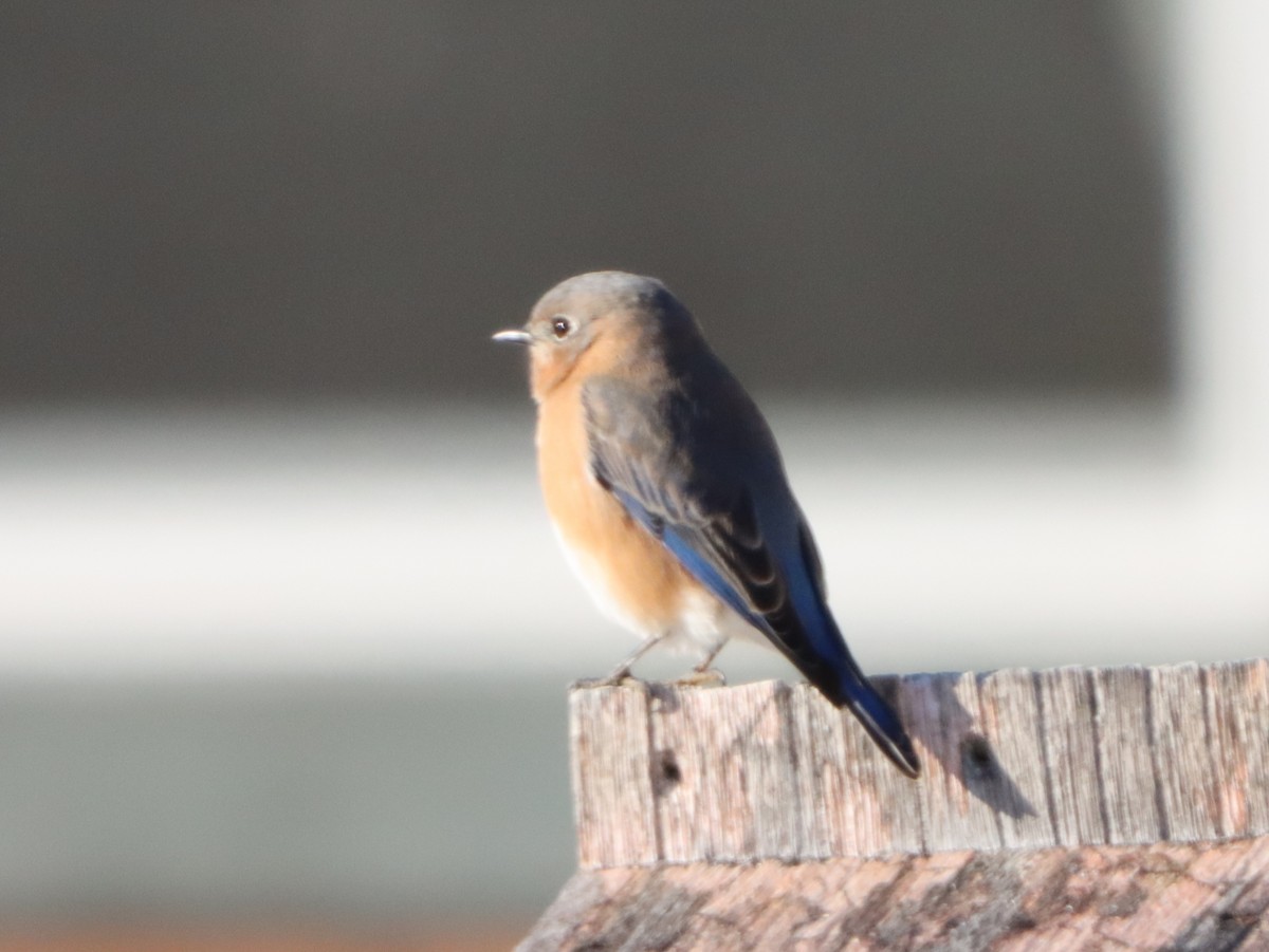 Eastern Bluebird - ML645997735