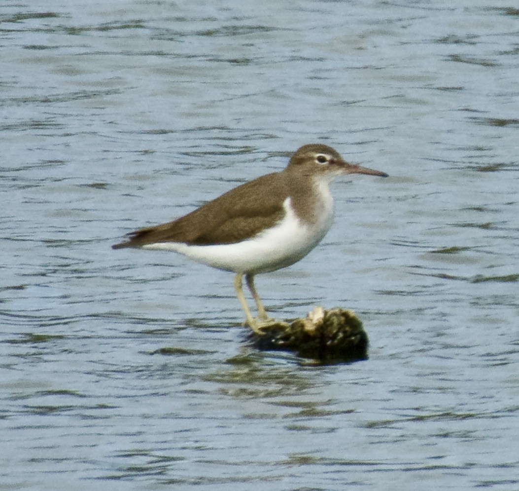 Spotted Sandpiper - ML645997736