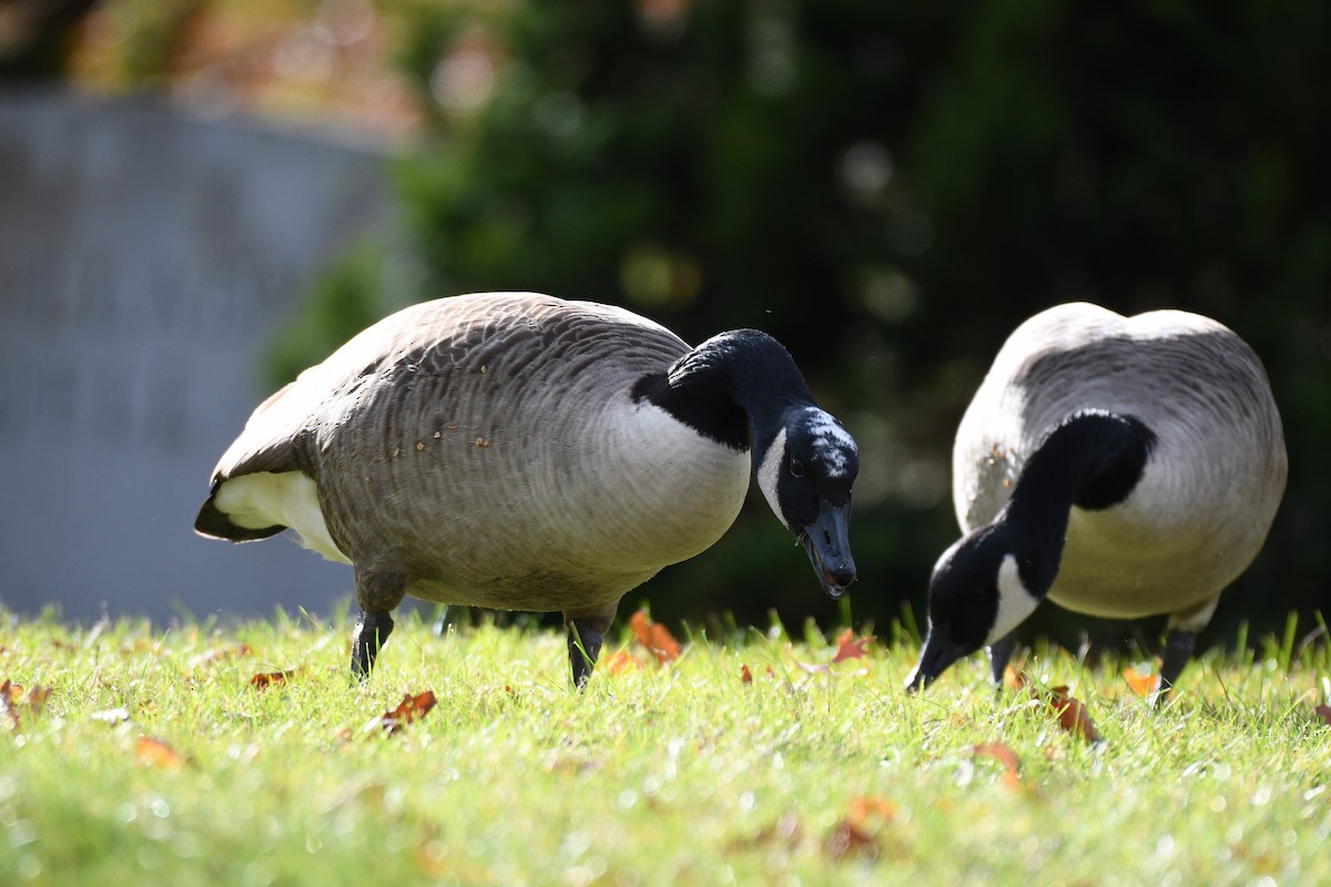 Canada Goose - ML645997740