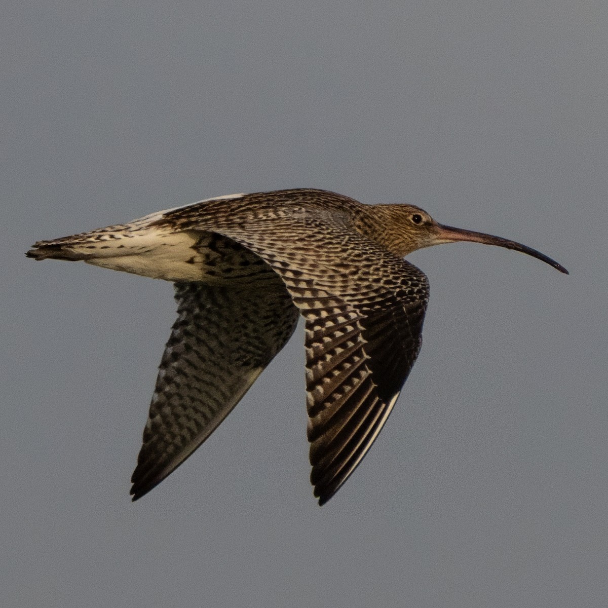 Eurasian Curlew - ML645997742