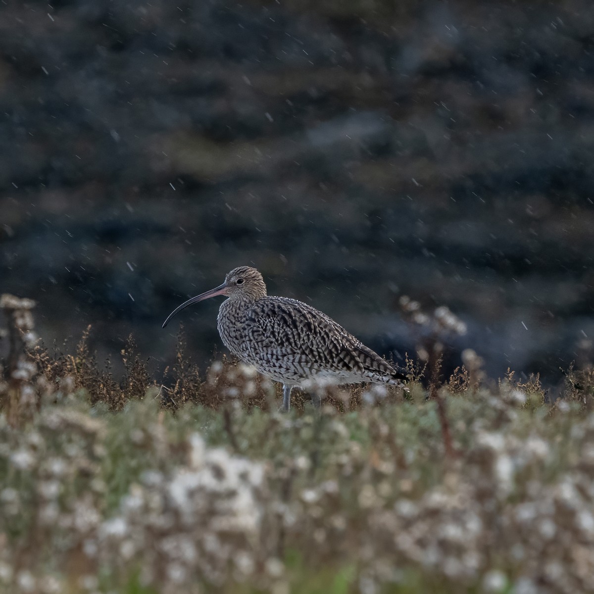 Eurasian Curlew - ML645997743