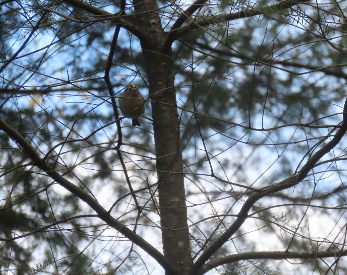 Goldcrest - ML645997750