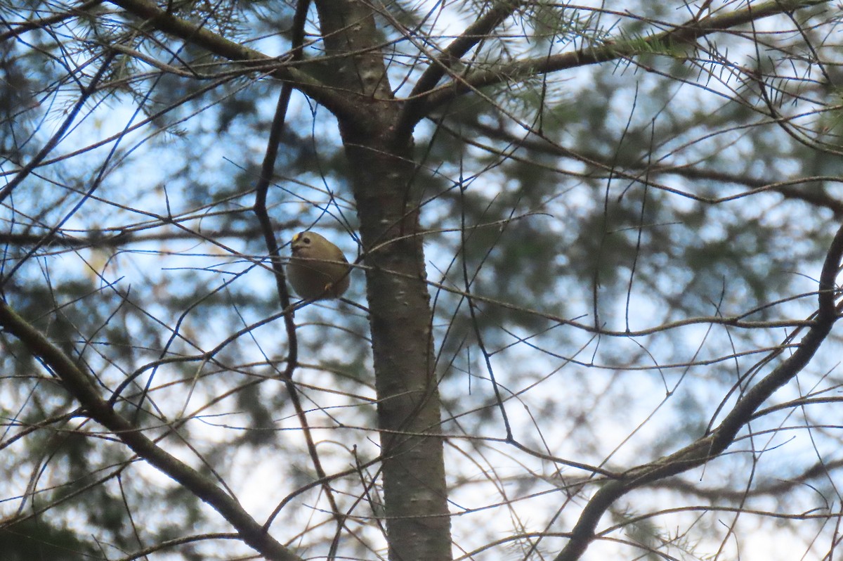 Goldcrest - ML645997751