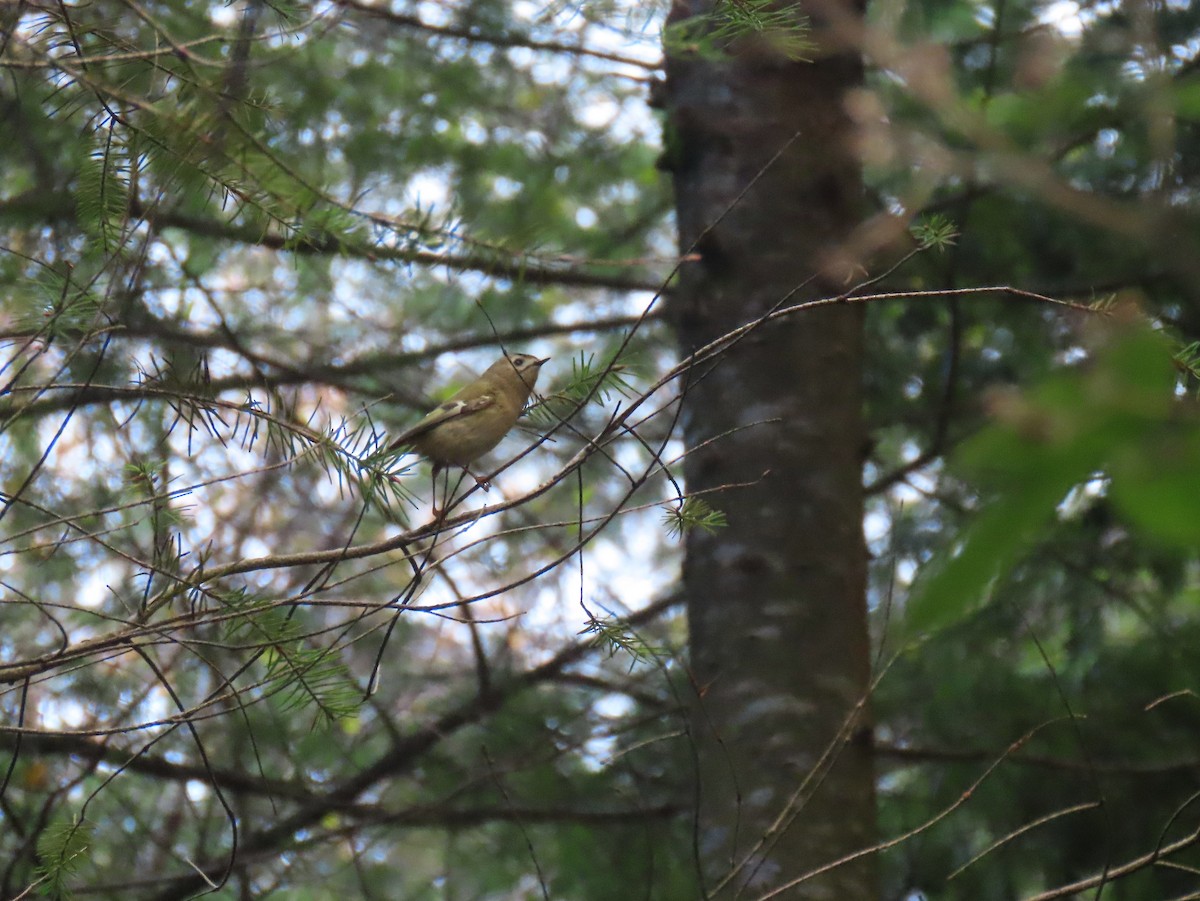 Goldcrest - ML645997752