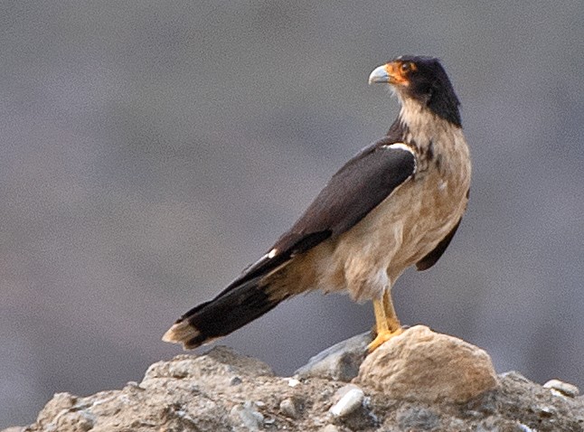 White-throated Caracara - ML645997758