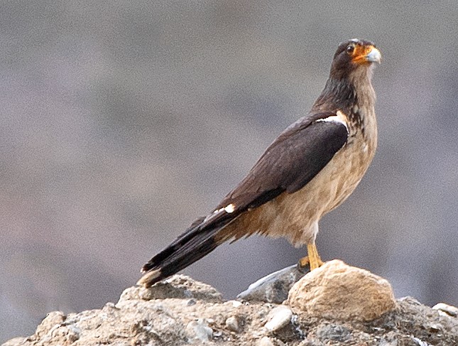 White-throated Caracara - ML645997759