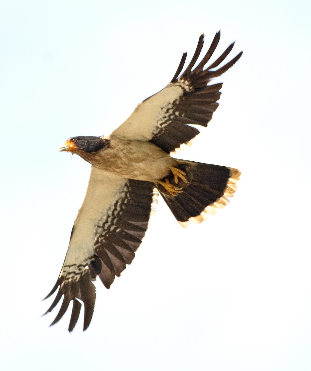 White-throated Caracara - ML645997760