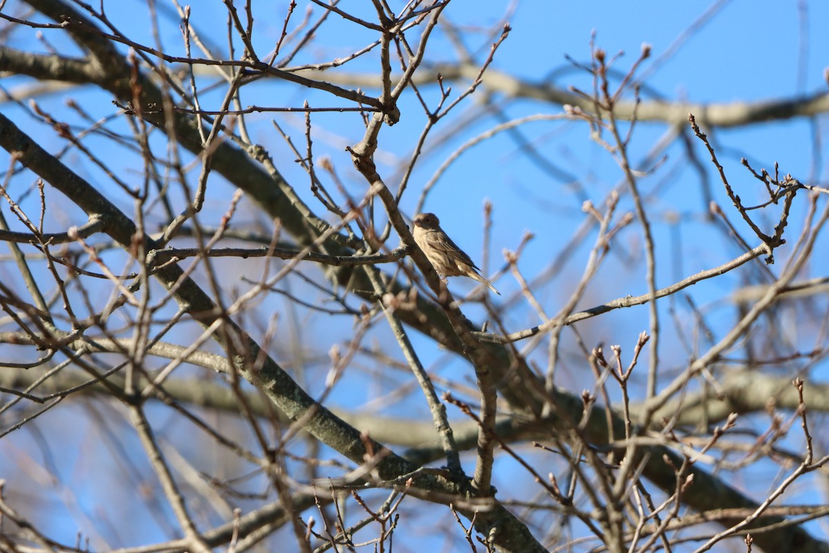 House Finch - ML645997763