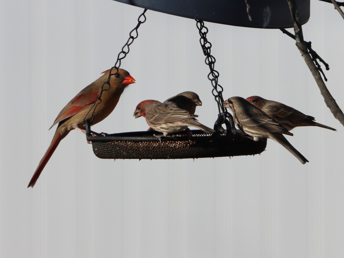 Красный кардинал - ML645997767