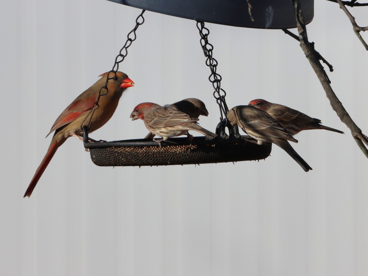 Красный кардинал - ML645997768