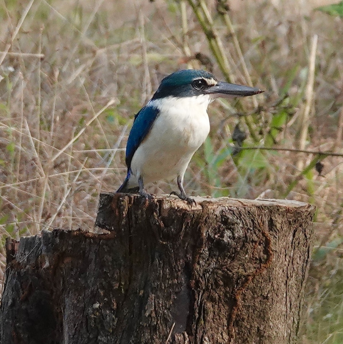 Collared Kingfisher - ML645997777