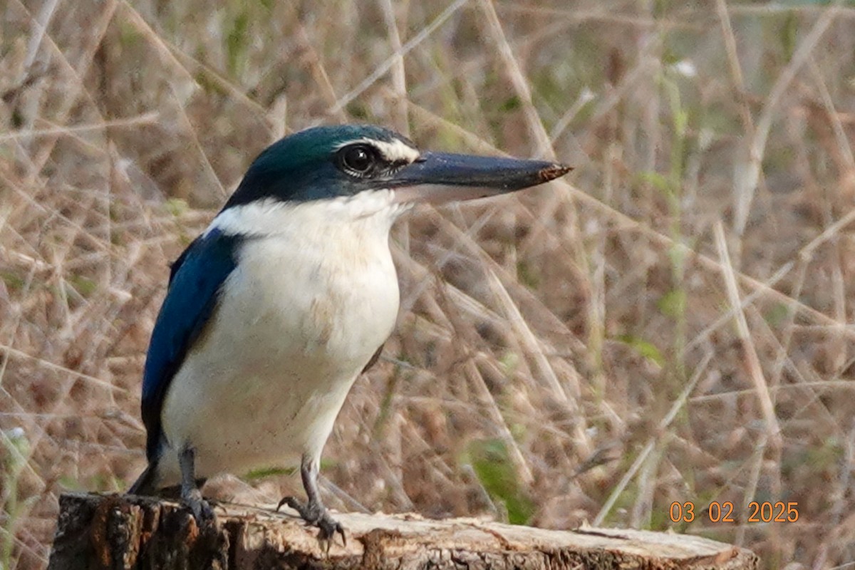 Collared Kingfisher - ML645997778