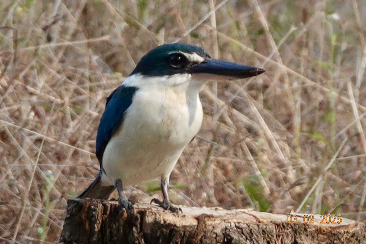Collared Kingfisher - ML645997779