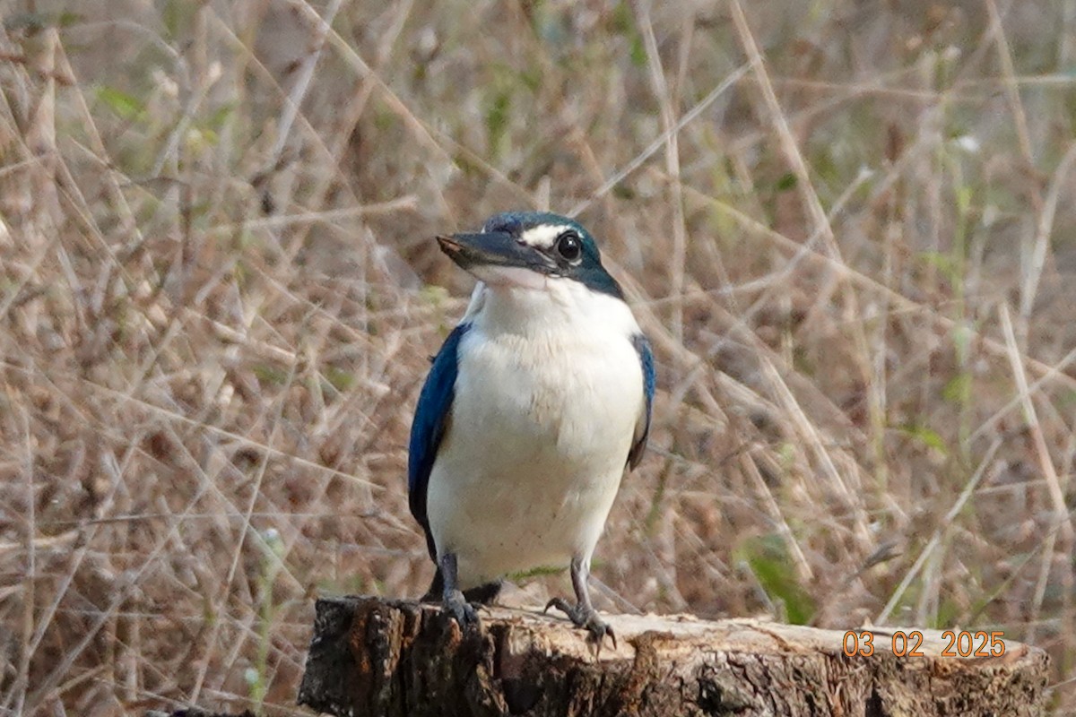Collared Kingfisher - ML645997780