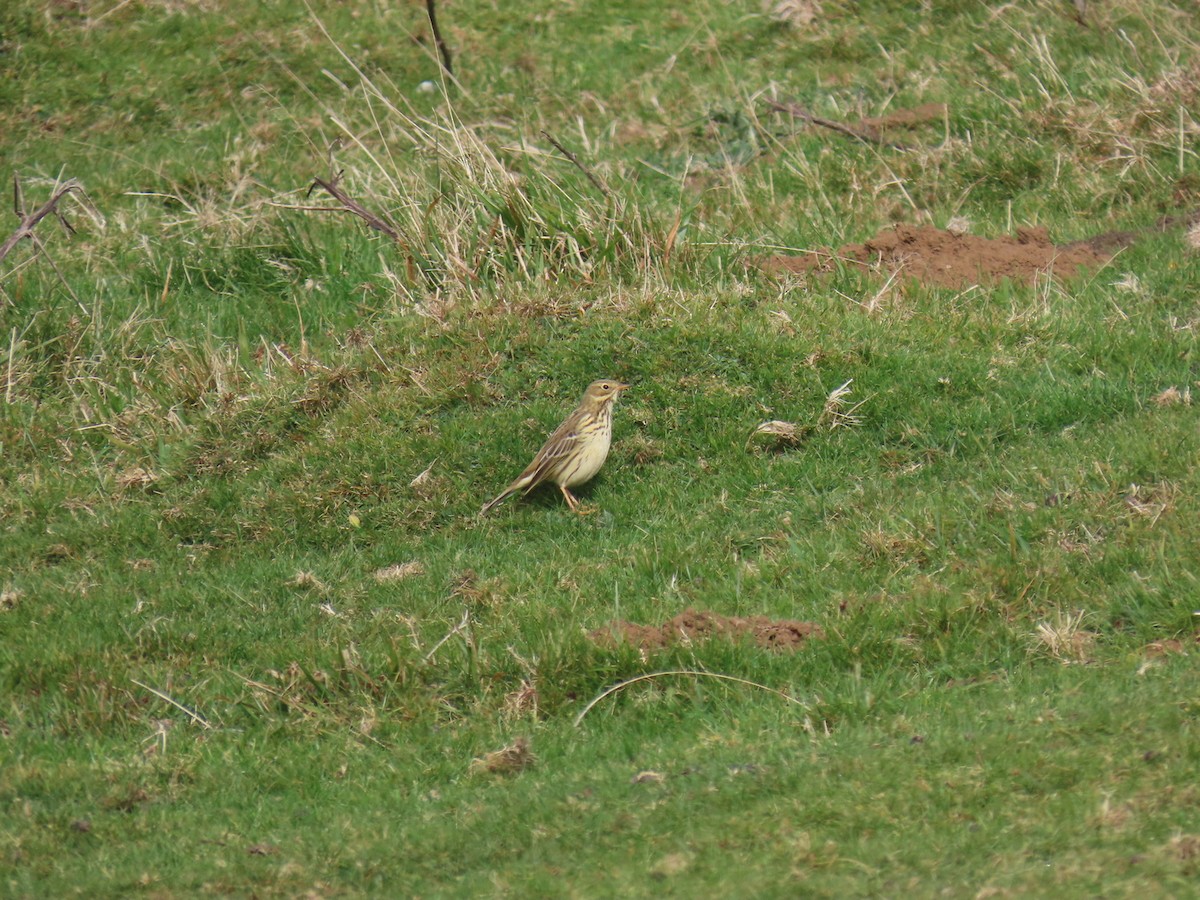 Meadow Pipit - ML645997783