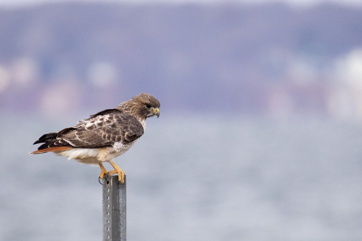 káně rudochvostá - ML645997791