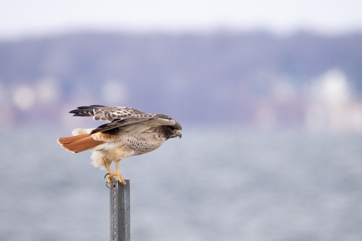 káně rudochvostá - ML645997793