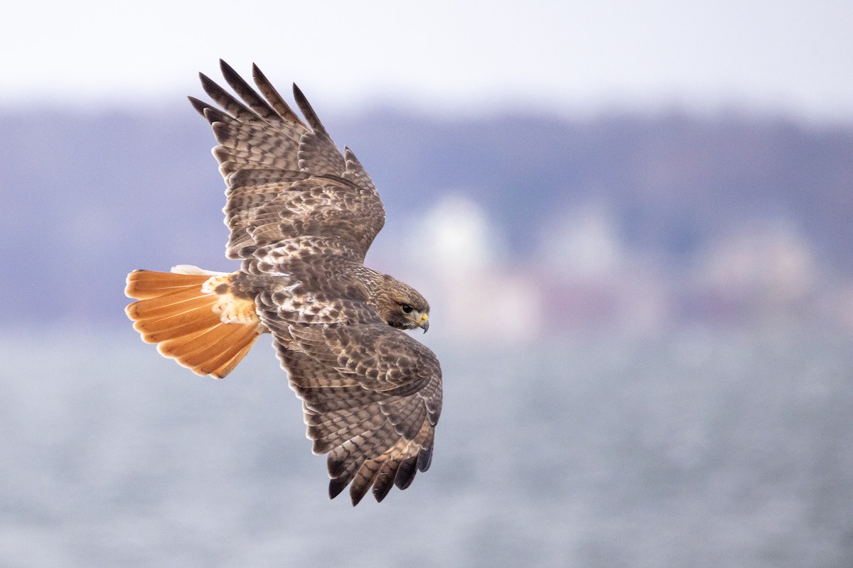 káně rudochvostá - ML645997795