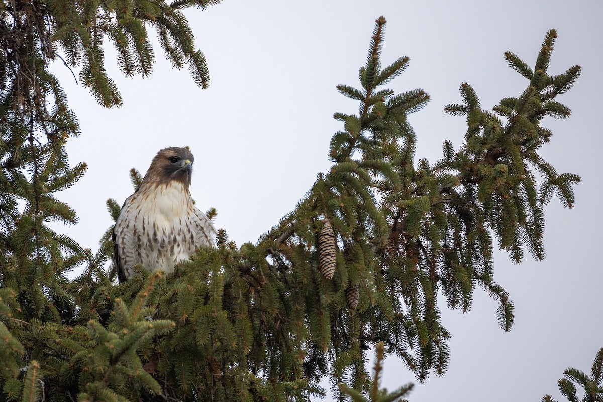 káně rudochvostá - ML645997797